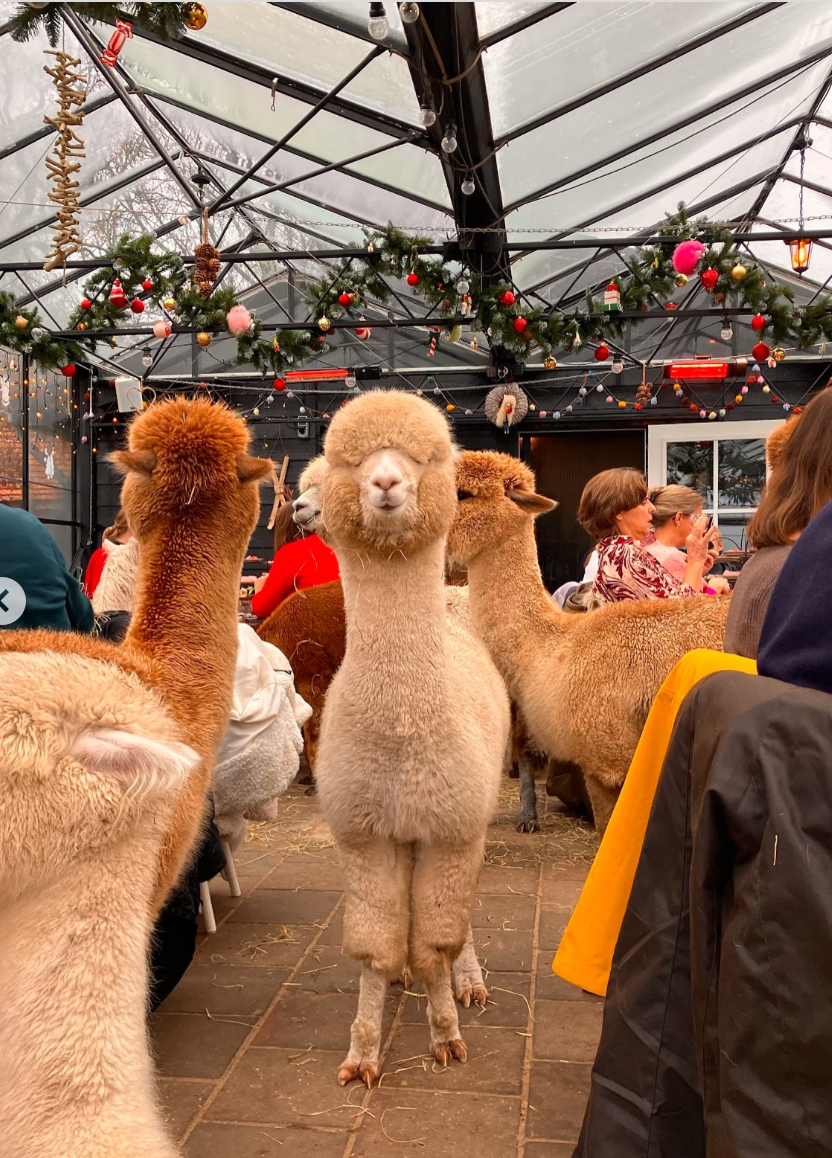 Tussen de Alpaca's
